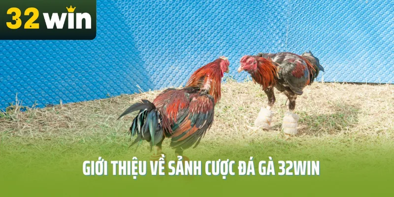 Tổng quan về sảnh cược đá gà 32WIN