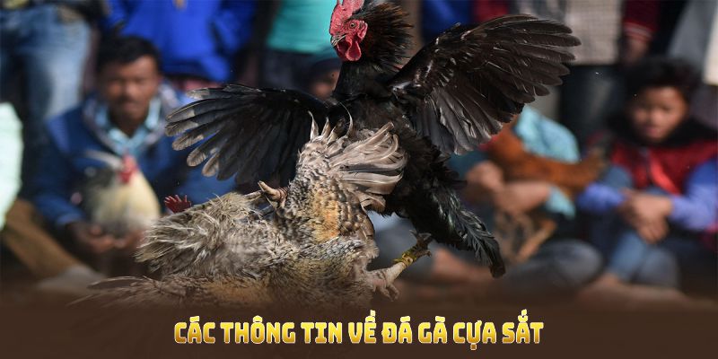Các thông tin vì sao đá gà cựa sắt lại được yêu thích