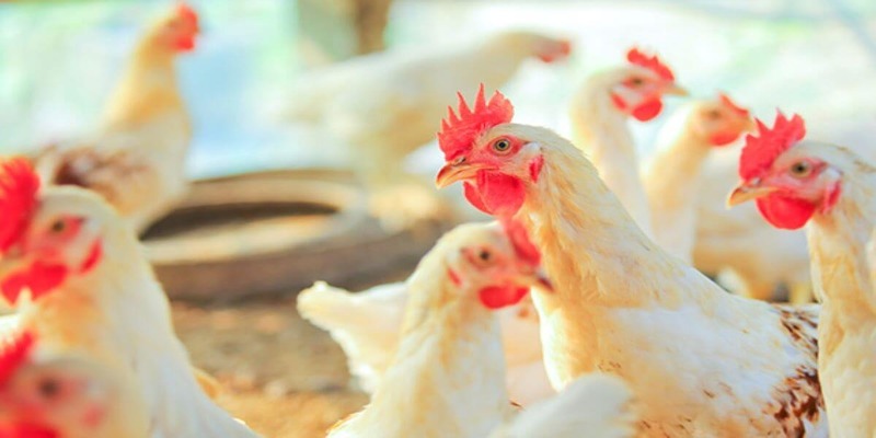Những dấu hiệu nhận biết gà bị hen