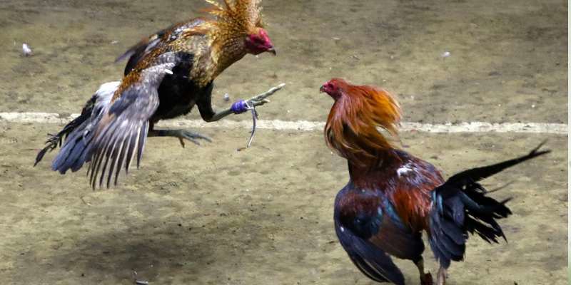 Những loại thuốc đá gà bịp phổ biến
