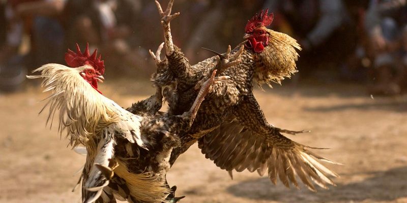 Mánh khóe sử dụng thuốc đá gà bịp cần cảnh giác