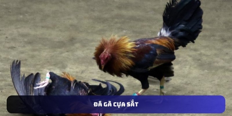 Mẹo chơi gà đá cựa sắt dành cho sư kê và người cược