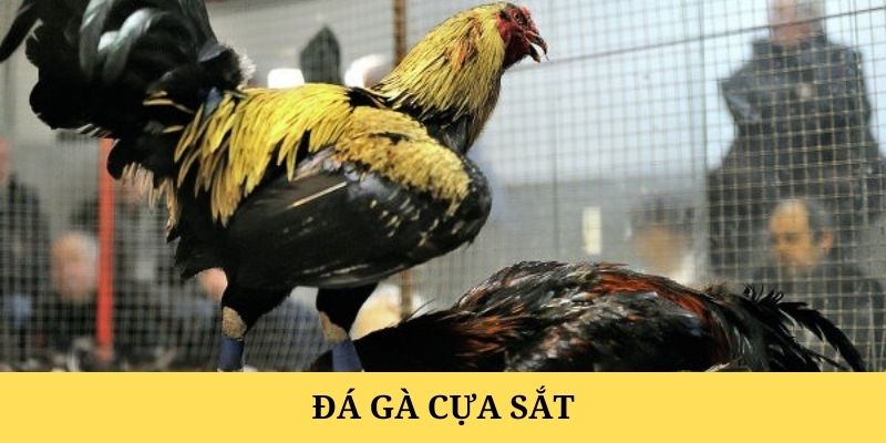 Bí quyết chọn gà đá cựa sắt và gắn cựa hiệu quả