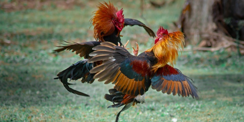Định nghĩa đá gà cựa tròn là gì
