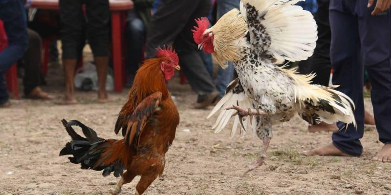 Kinh nghiệm chơi đá gà cựa tròn từ sư kê lâu năm