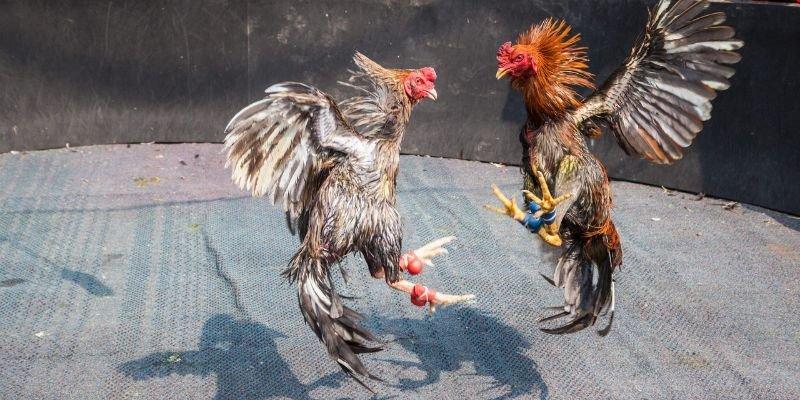 Luật chơi cơ bản trong đá gà cựa tròn