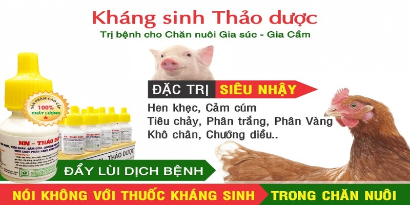 Cách chữa bệnh hen ở gà bằng tây y